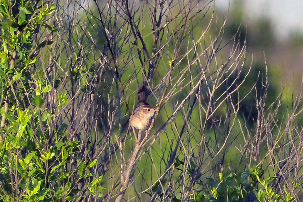 Sedge Wren - ML639989322