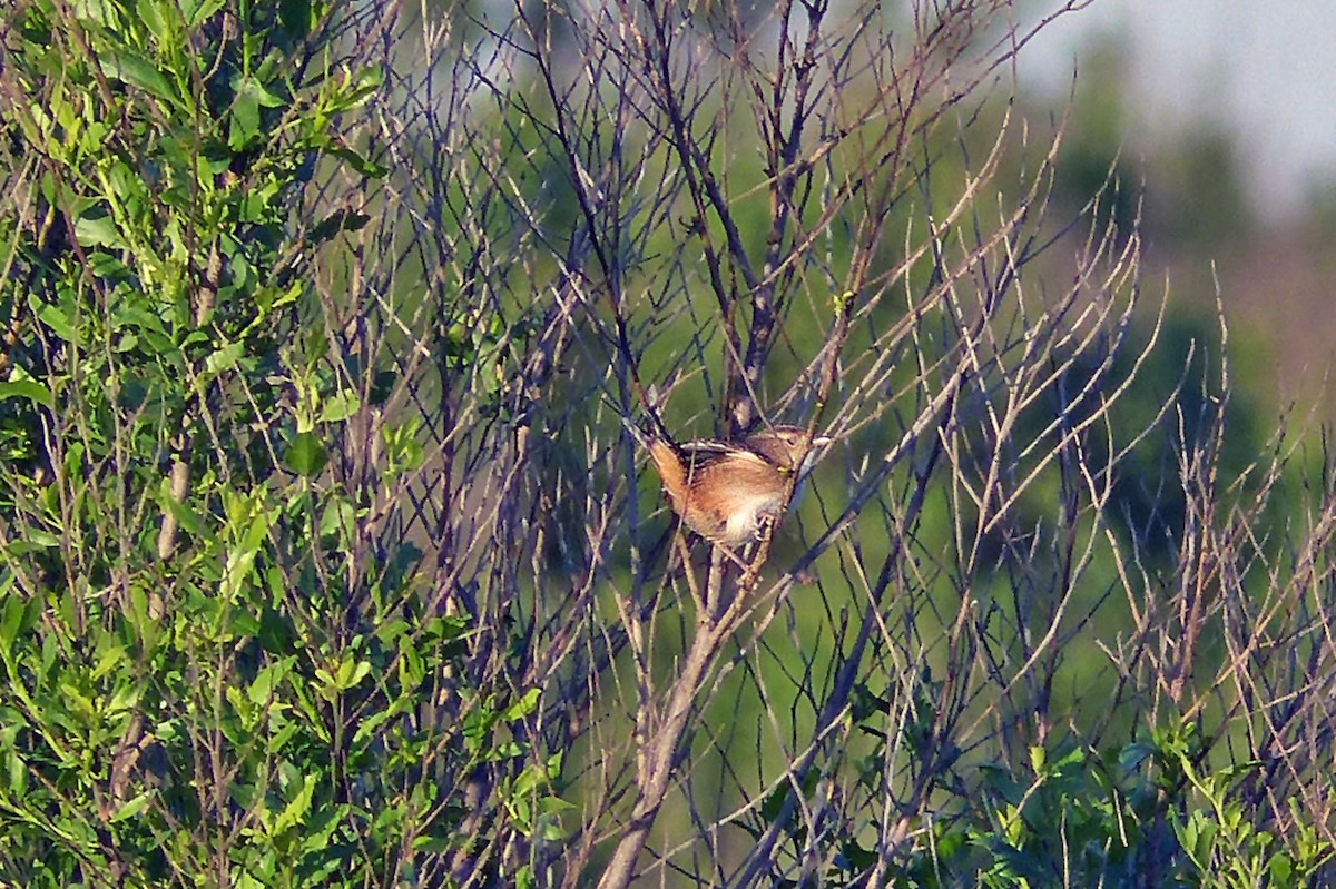 Sedge Wren - ML639989323