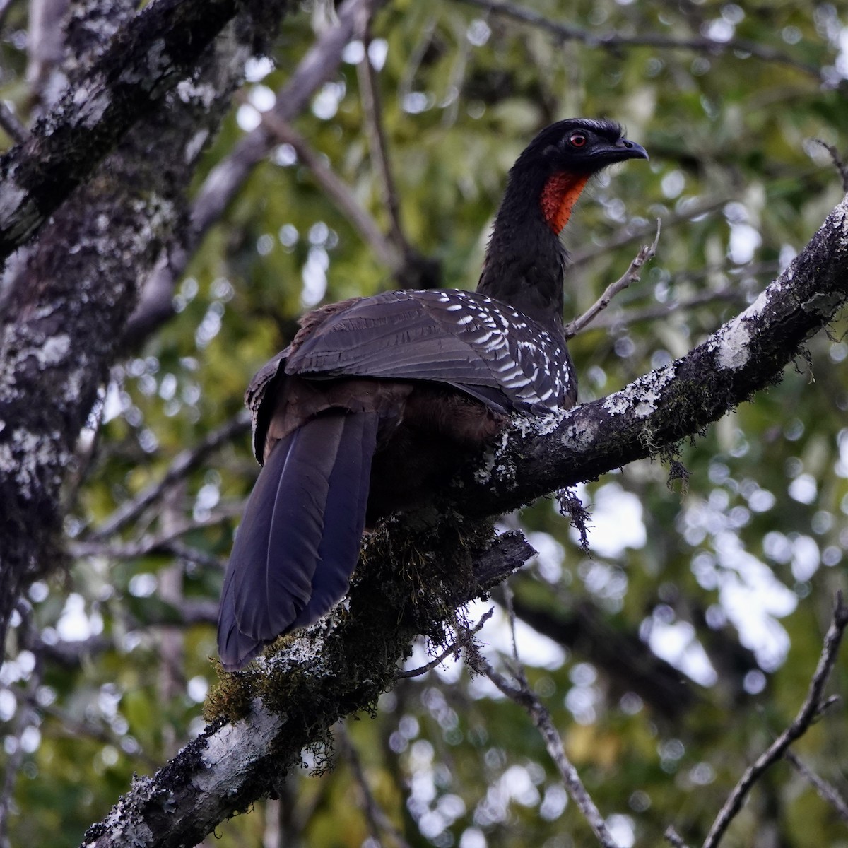 Pénélope des yungas - ML639989428