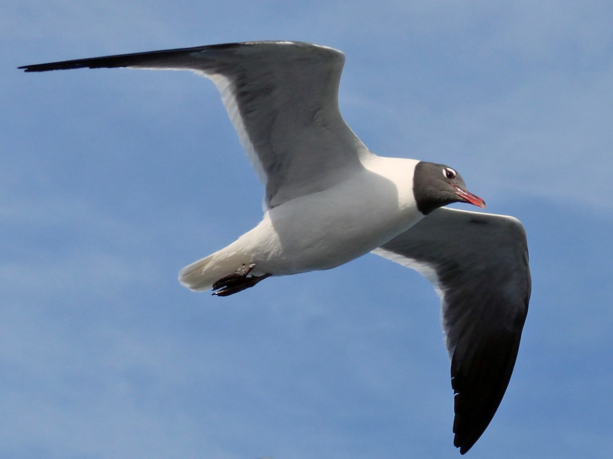 Laughing Gull - ML639989469