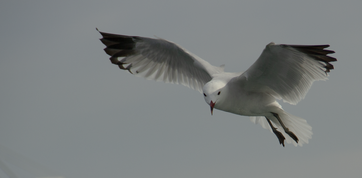 Audouin's Gull - ML639989544