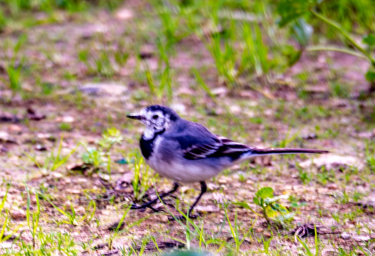 White Wagtail - ML639989547