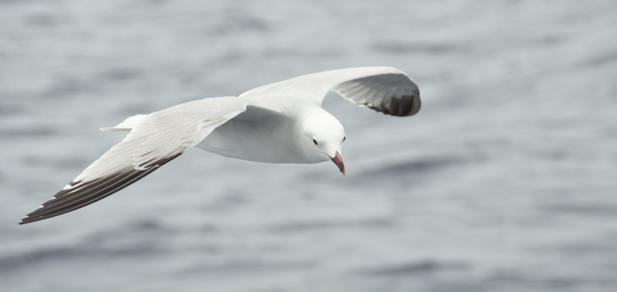 Audouin's Gull - ML639989549