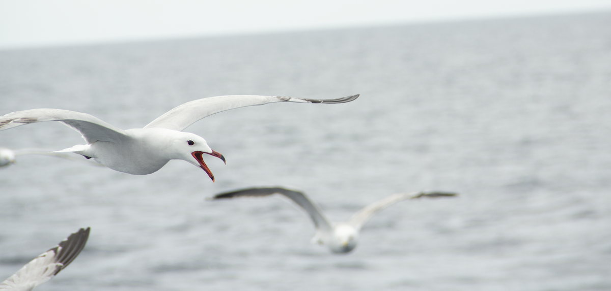 Audouin's Gull - ML639989550