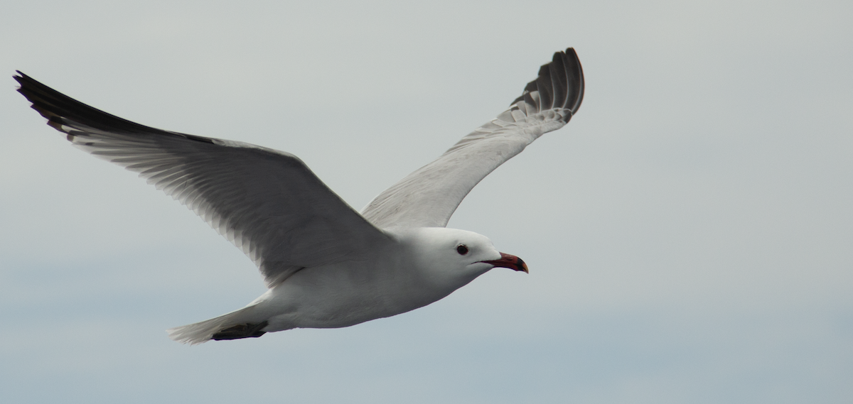 Audouin's Gull - ML639989554