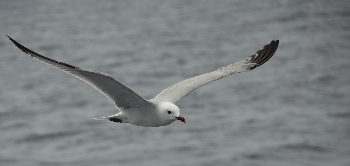 Audouin's Gull - ML639989555