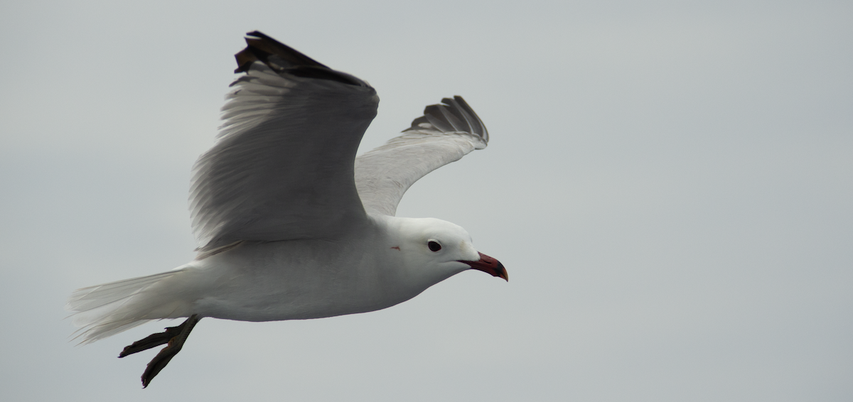 Audouin's Gull - ML639989605