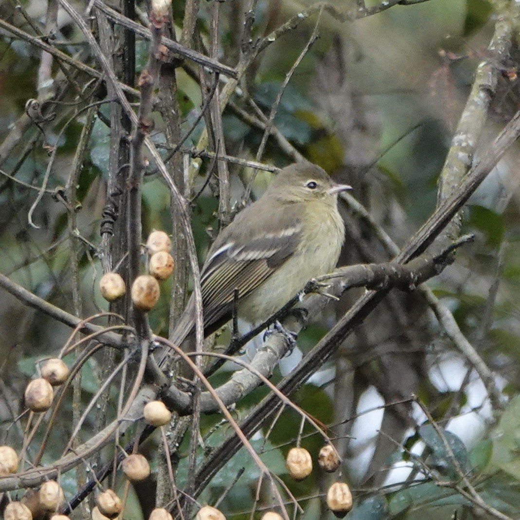 Highland Elaenia - ML639989622