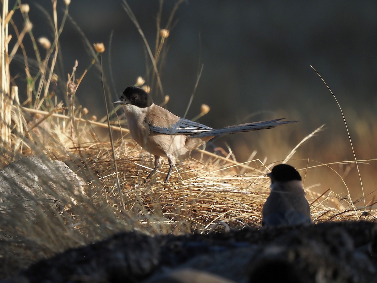 Iberian Magpie - ML639989630