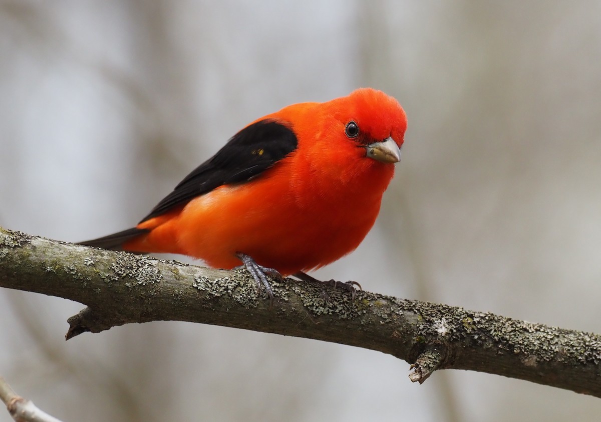 Scarlet Tanager - ML639989652