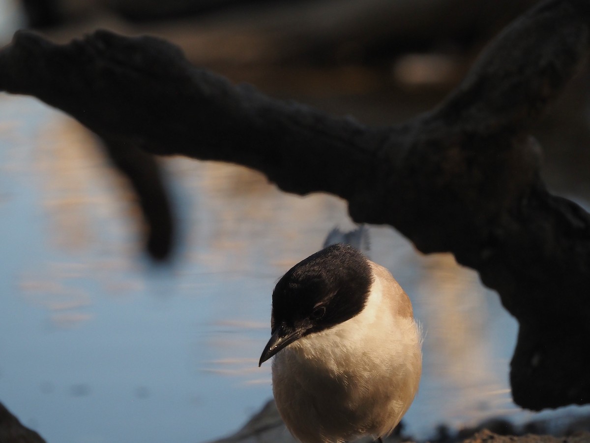 Iberian Magpie - ML639989662