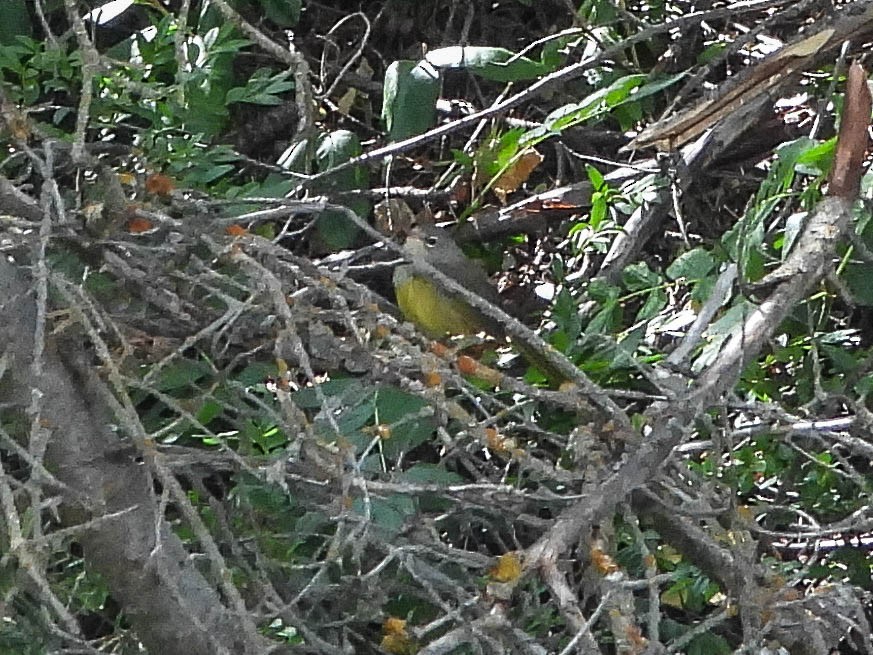 MacGillivray's Warbler - ML639989663