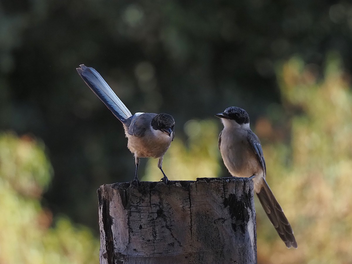Iberian Magpie - ML639989666