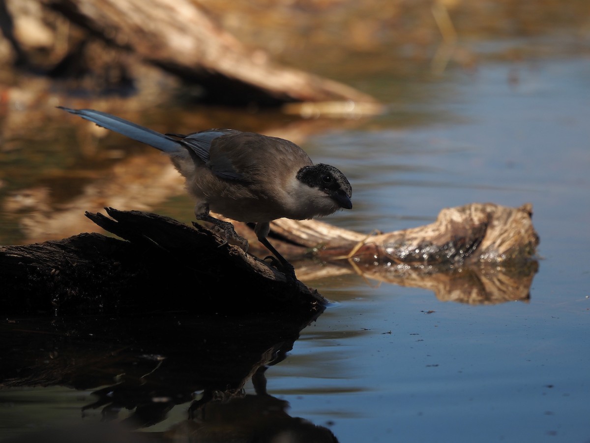 Iberian Magpie - ML639989682