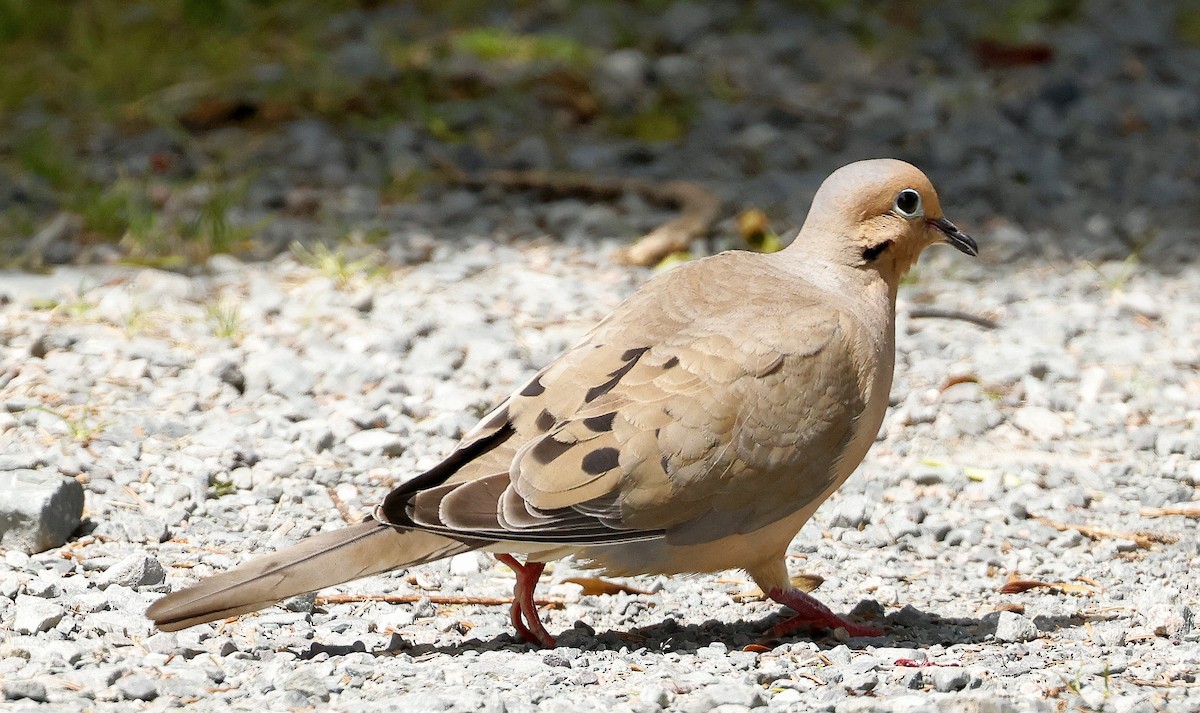 Mourning Dove - ML639989691