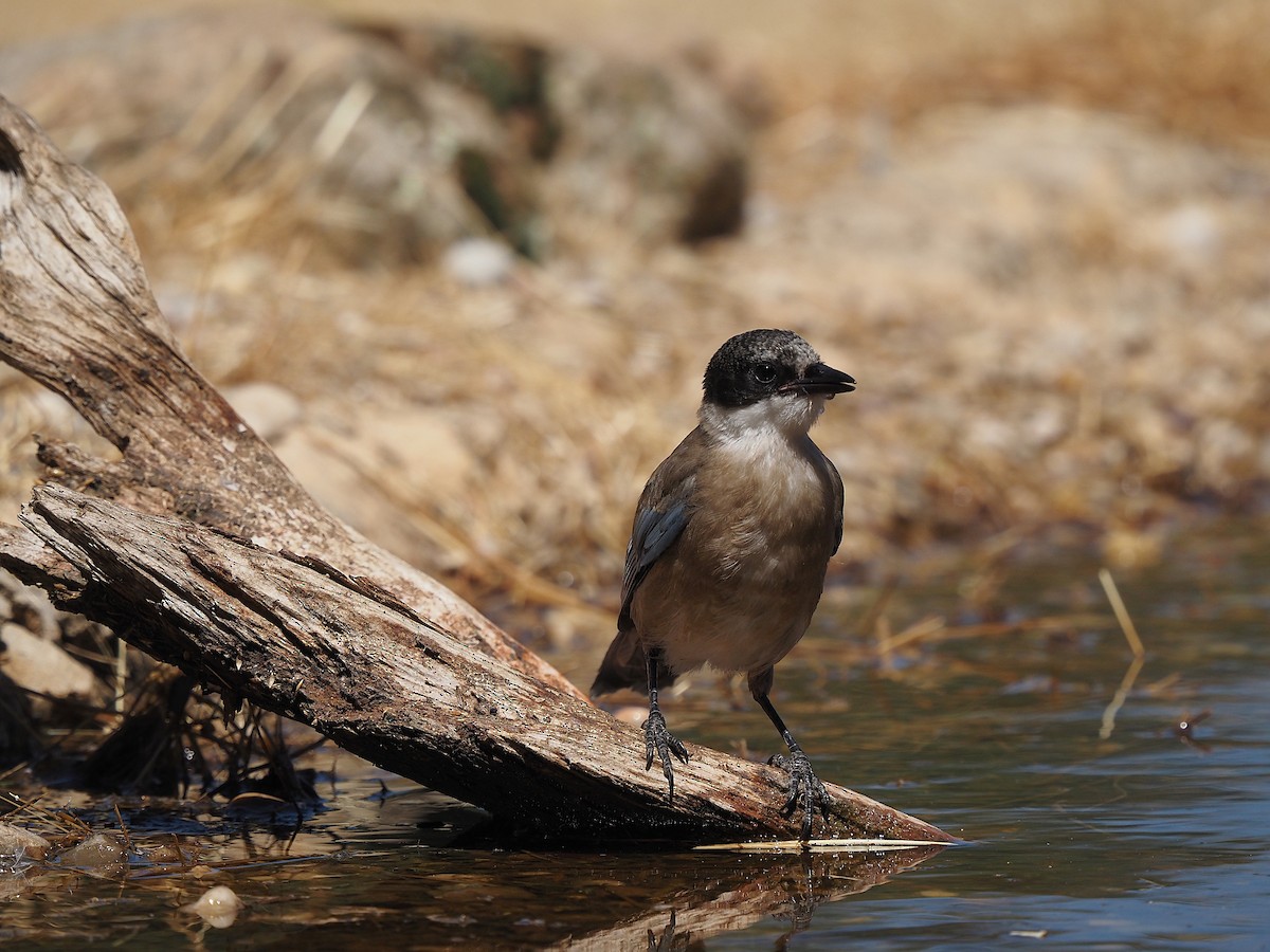 Iberian Magpie - ML639989692