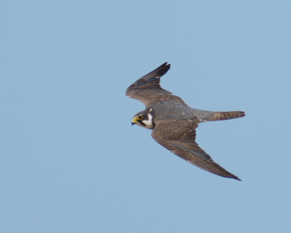 Eurasian Hobby - ML639989719