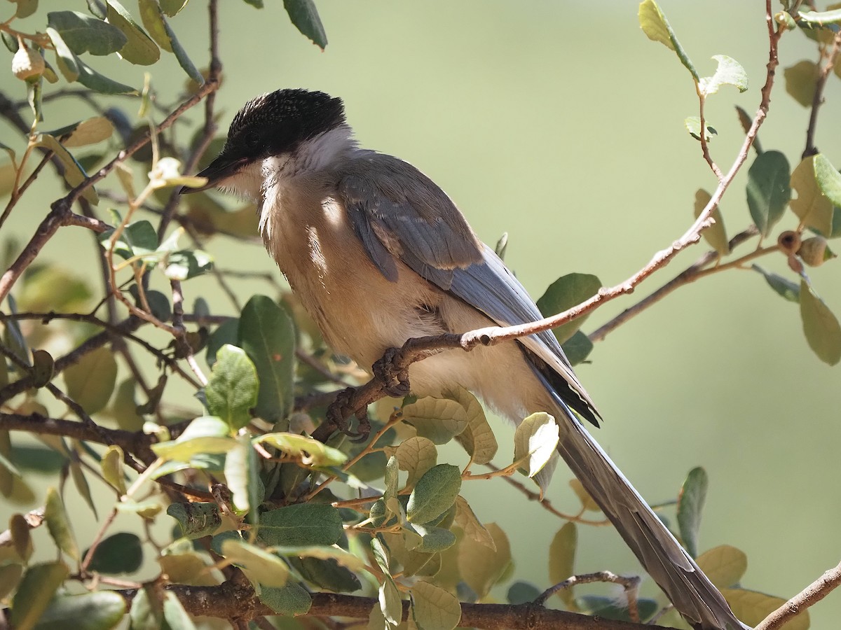 Iberian Magpie - ML639989721