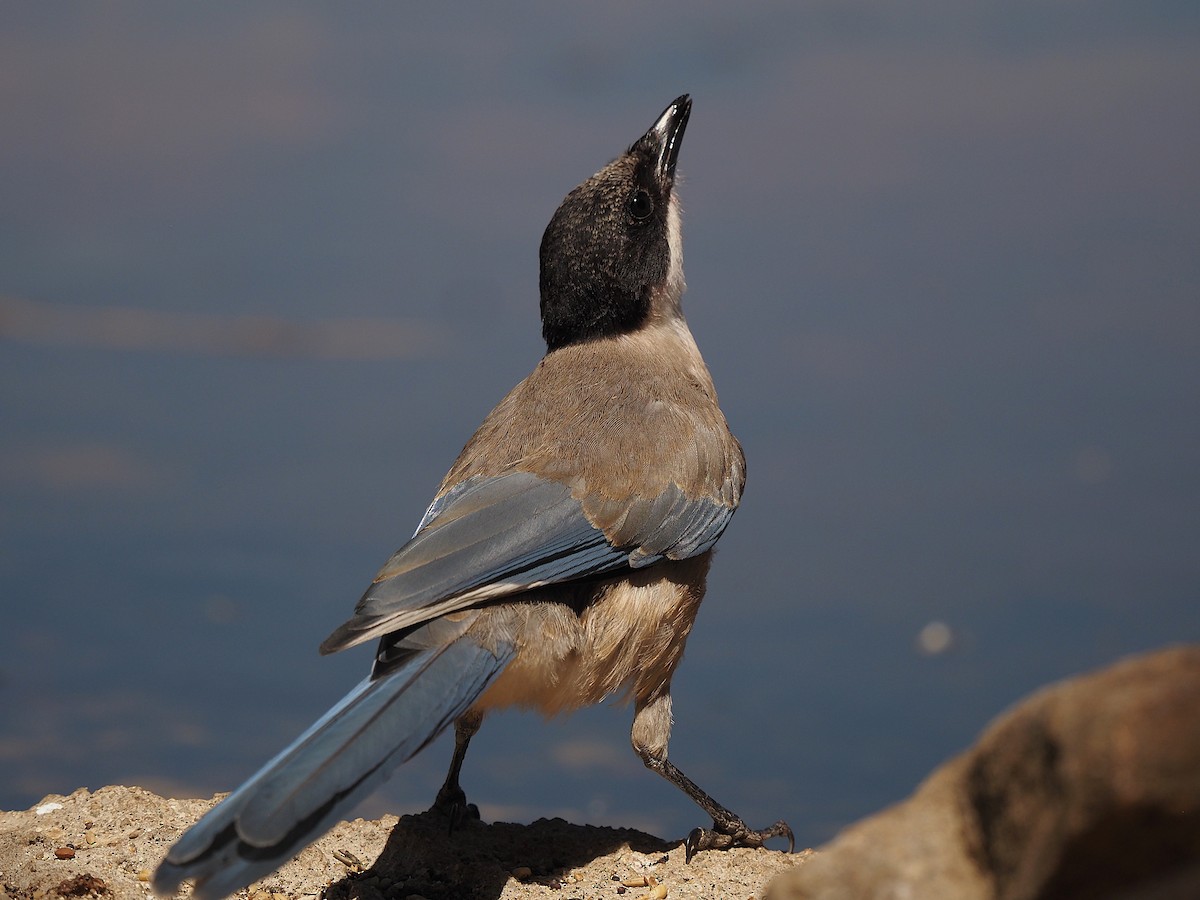 Iberian Magpie - ML639989738