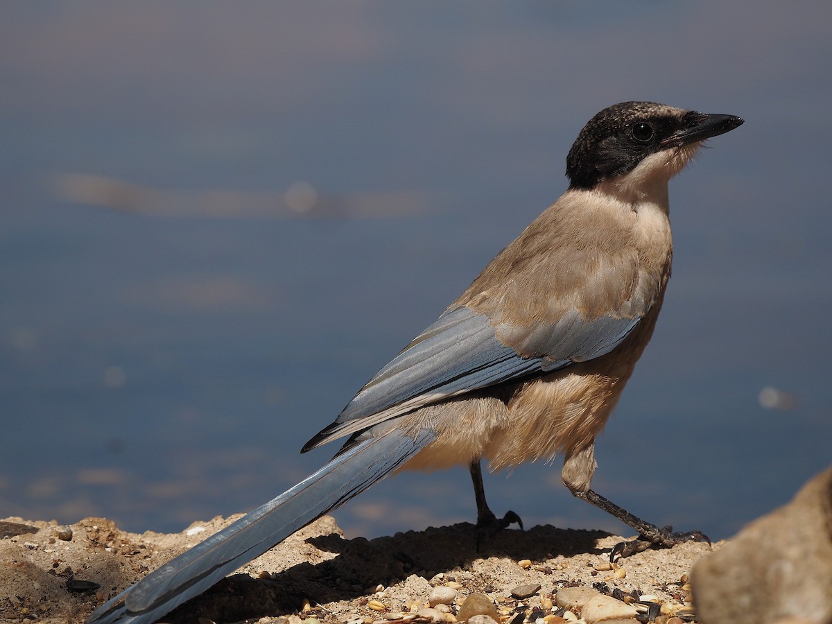 Iberian Magpie - ML639989750