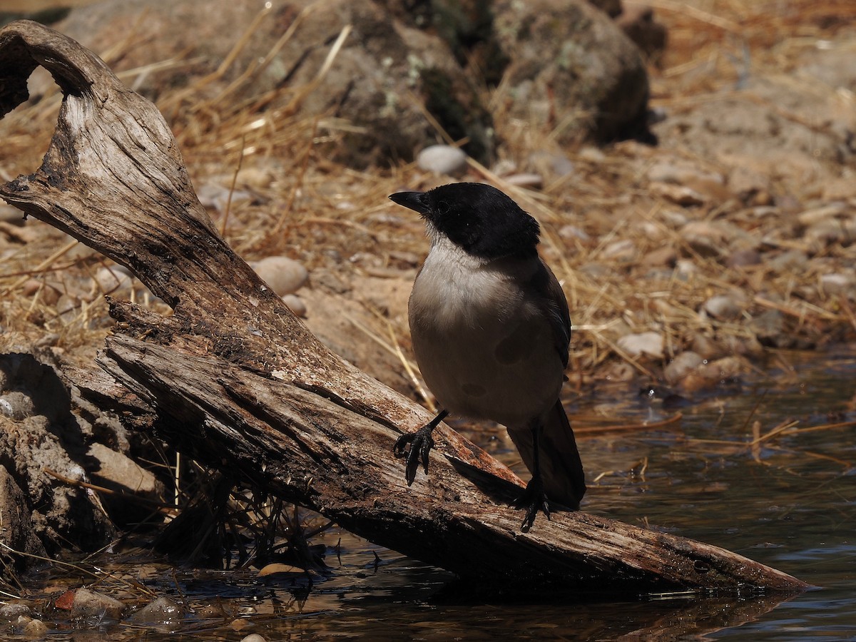 Iberian Magpie - ML639989755