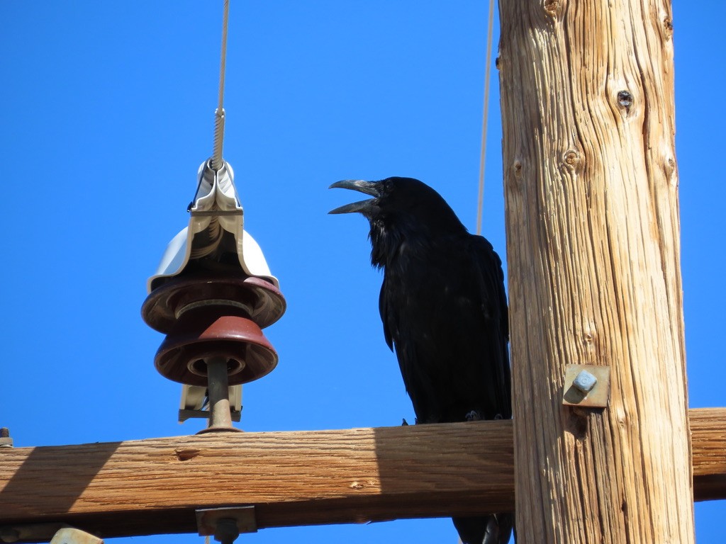 Chihuahuan Raven - ML639989781