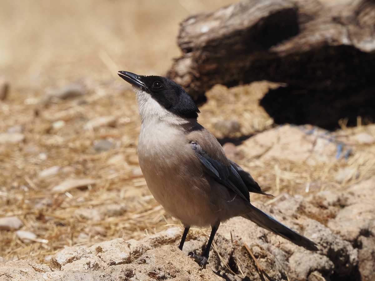 Iberian Magpie - ML639989782