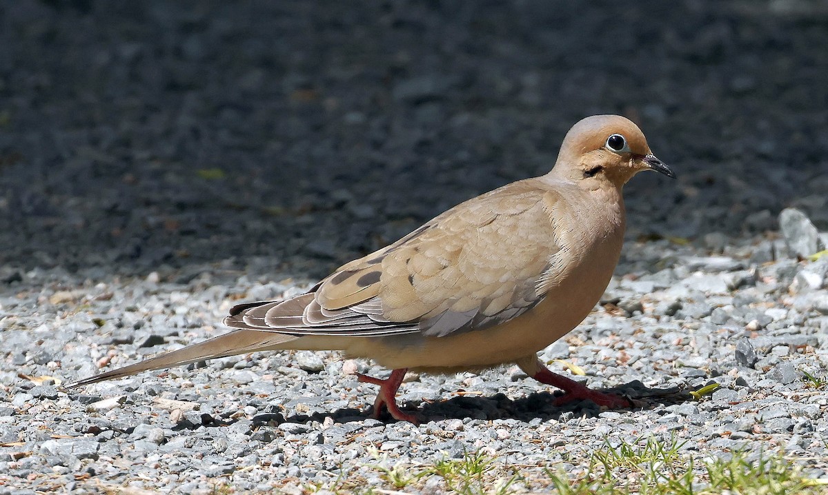 Mourning Dove - ML639989813