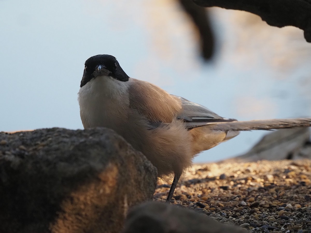Iberian Magpie - ML639989841