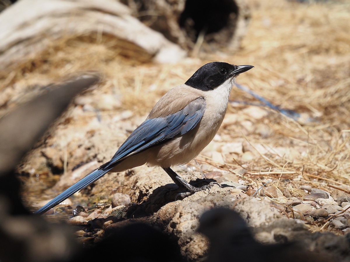 Iberian Magpie - ML639989855