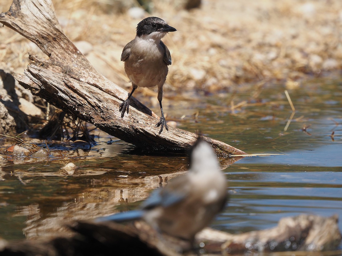 Iberian Magpie - ML639989860