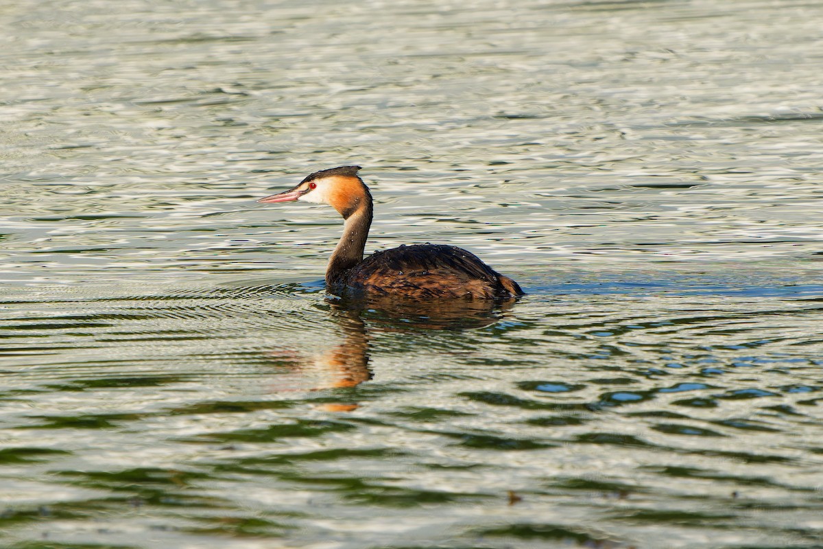 Great Crested Grebe - ML639989956