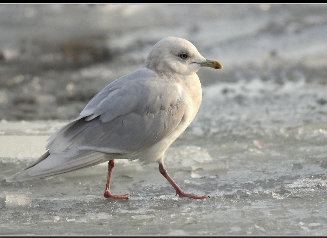 racek polární (ssp. kumlieni/glaucoides) - ML639989981