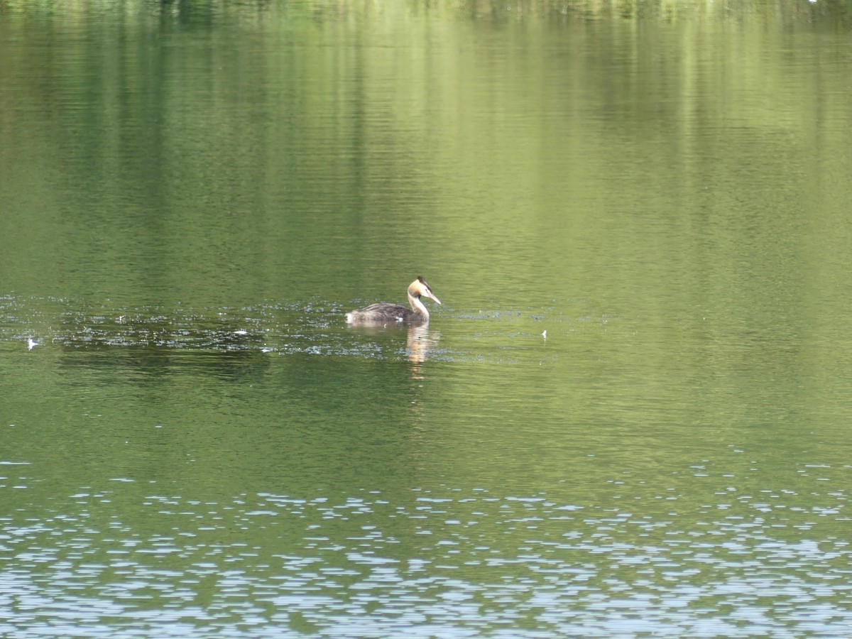 Great Crested Grebe - ML639990000
