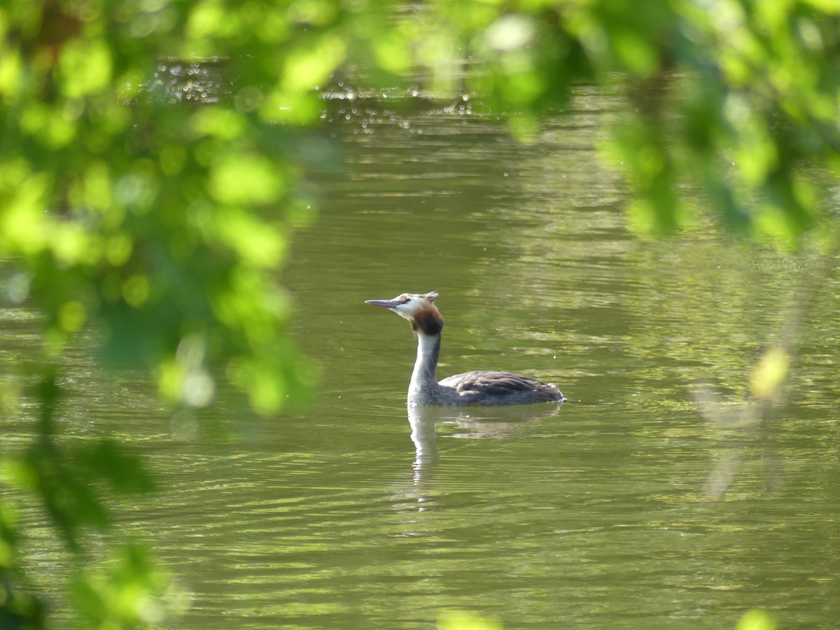 Great Crested Grebe - ML639990001