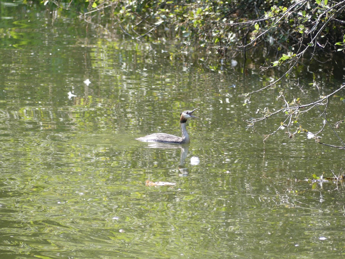Great Crested Grebe - ML639990002