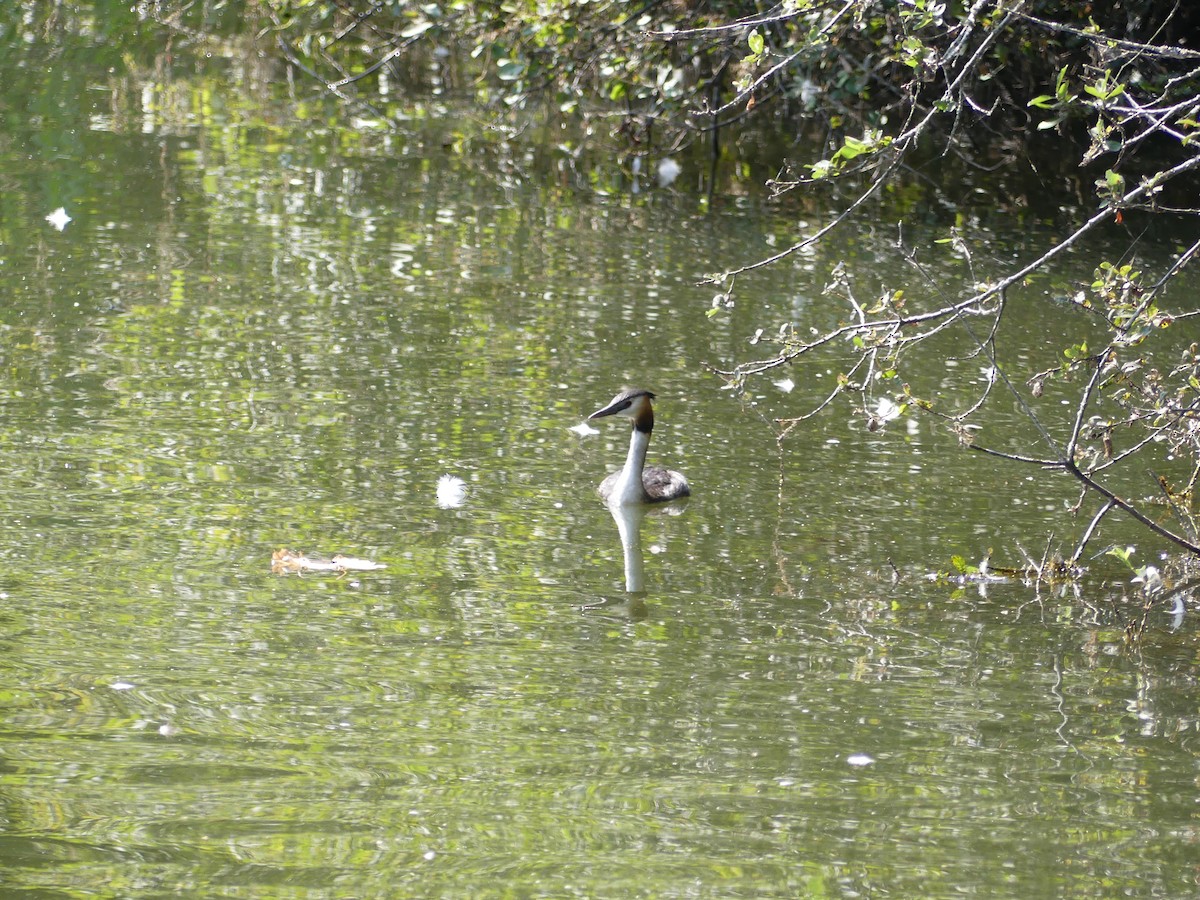 Great Crested Grebe - ML639990003