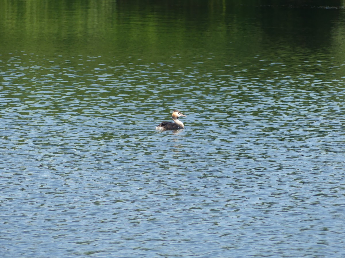Great Crested Grebe - ML639990004