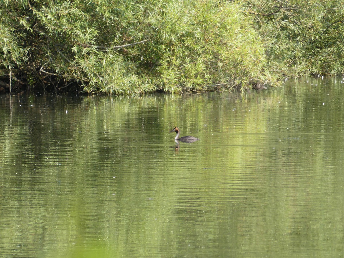 Great Crested Grebe - ML639990005