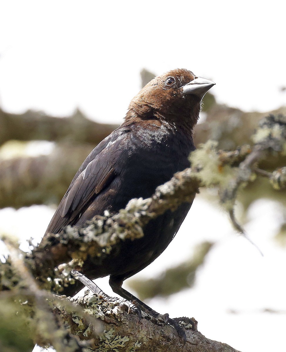 Brown-headed Cowbird - ML639990028