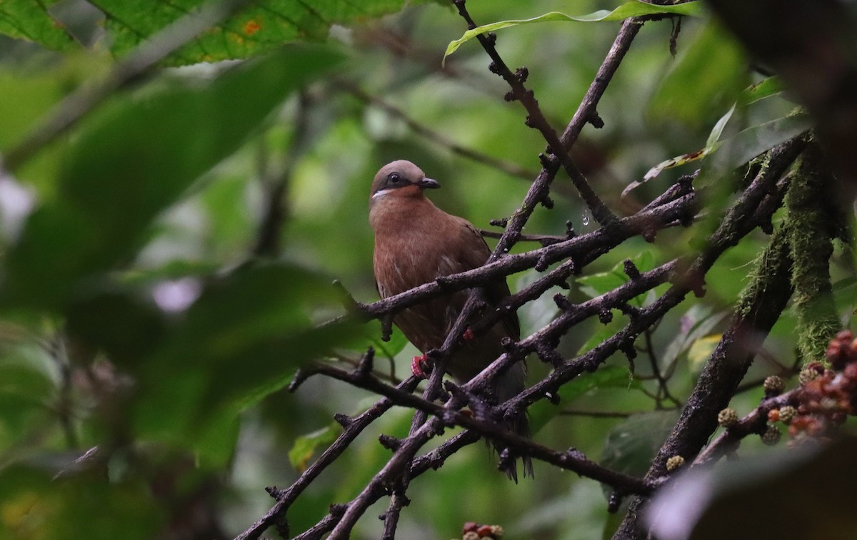 White-eared Brown-Dove - ML639990050