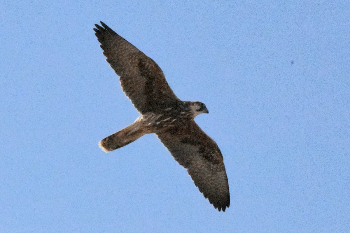 Lanner Falcon - ML639990082