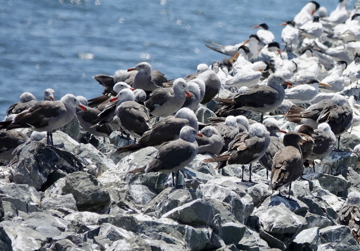 Heermann's Gull - ML639990088