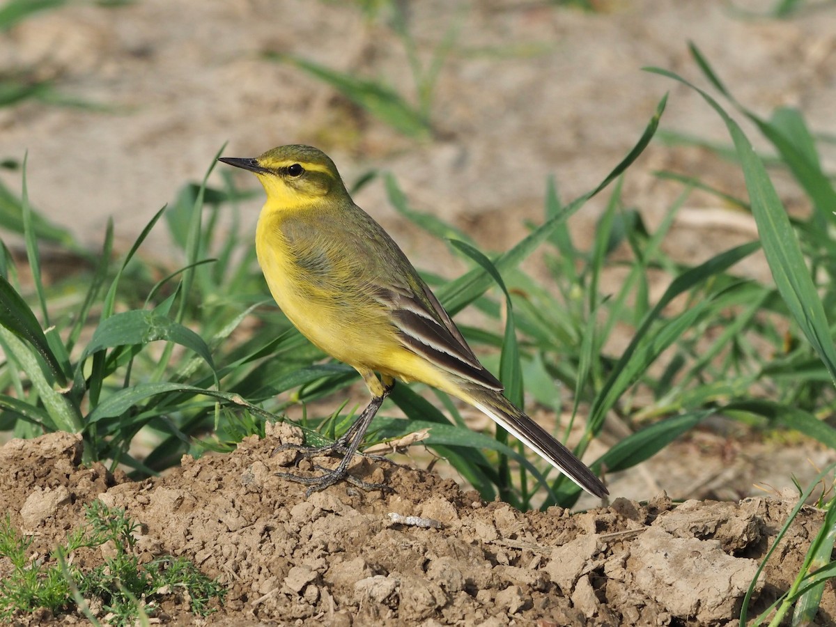 Western Yellow Wagtail (flavissima/lutea) - ML639990106