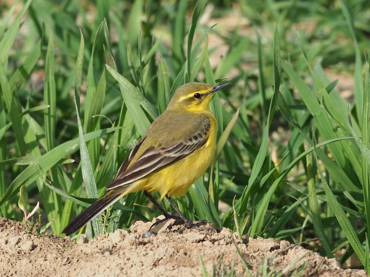 Western Yellow Wagtail (flavissima/lutea) - ML639990109