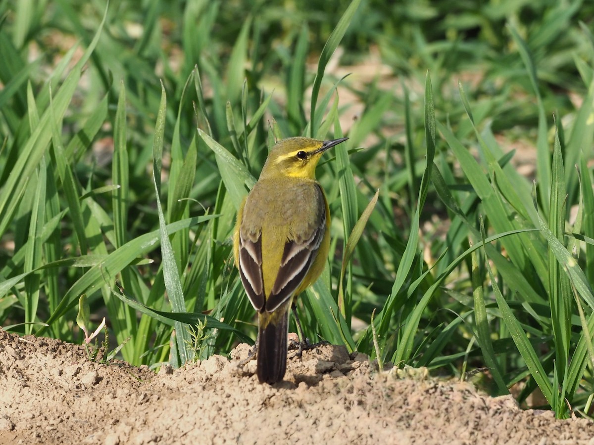 Western Yellow Wagtail (flavissima/lutea) - ML639990119