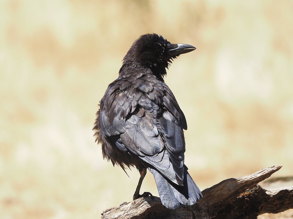 Common Raven - ML639990141