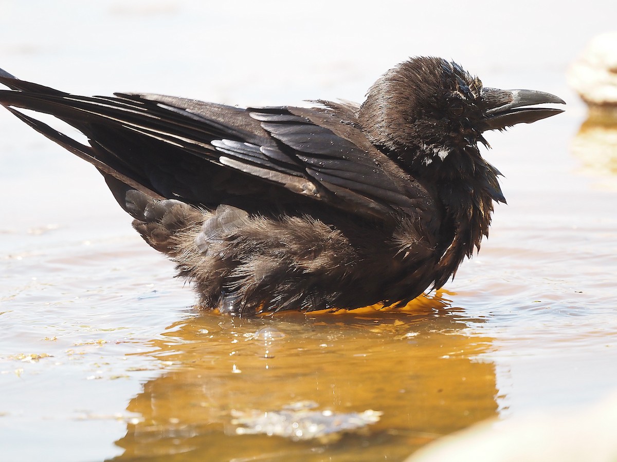 Common Raven - ML639990146