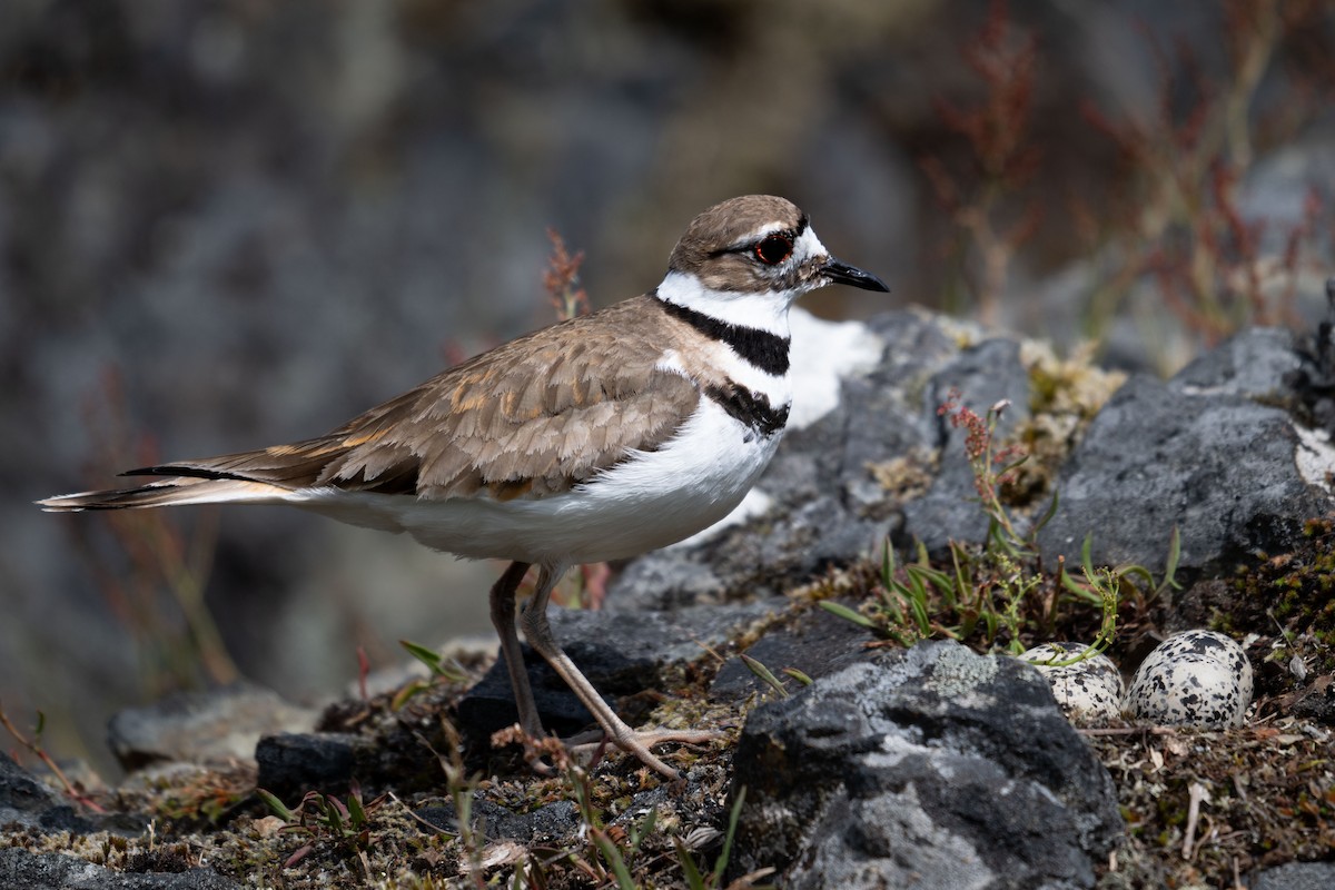 Killdeer - ML639990147