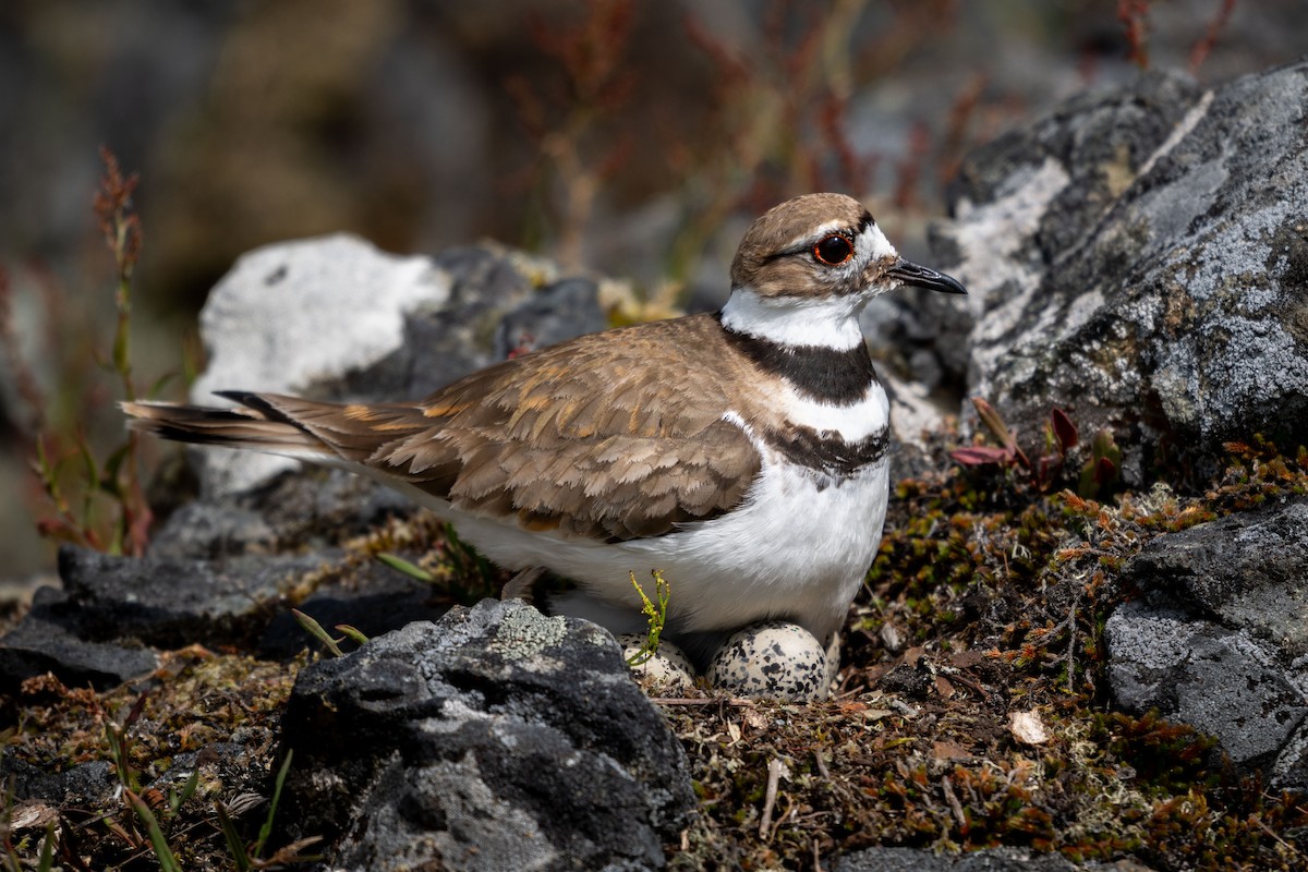 Killdeer - ML639990148